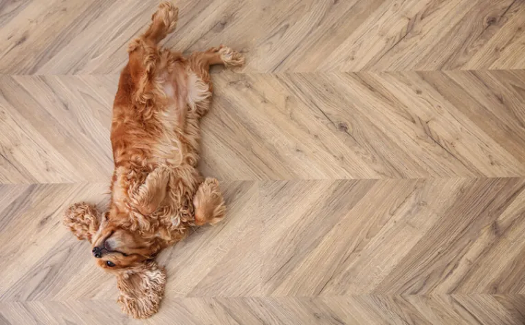dog laying on floor