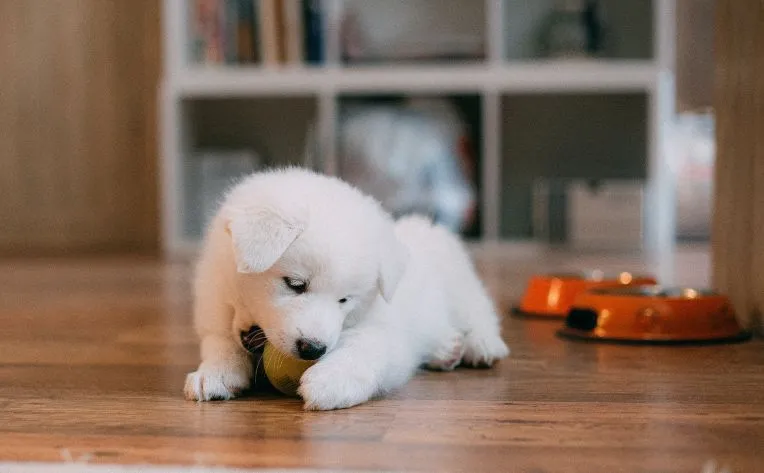 dog on hardwood floor